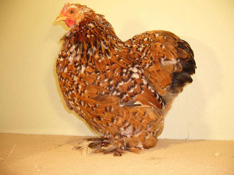 Muenster 2008 719.jpg - Zwerg Cochin gold porzelanfarbig Preis sg 95 E